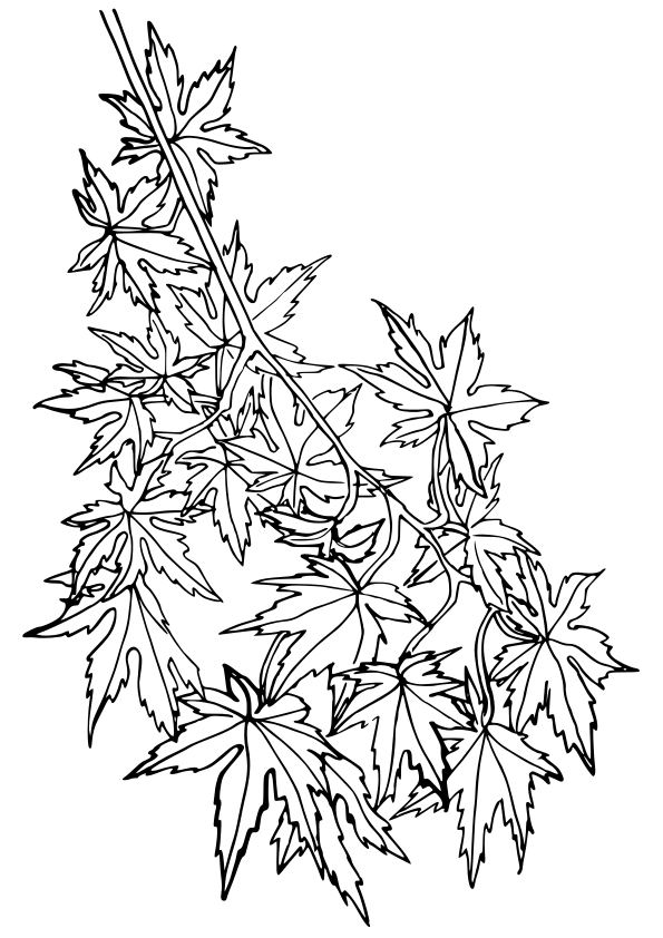 194+ Maple Coloring Pages Printable 76