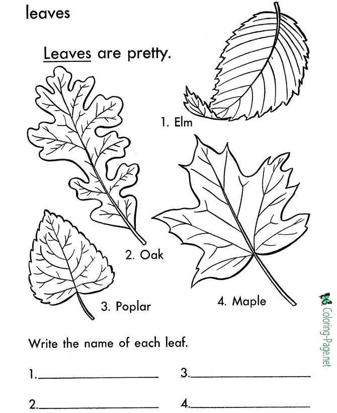 194+ Maple Coloring Pages Printable 84