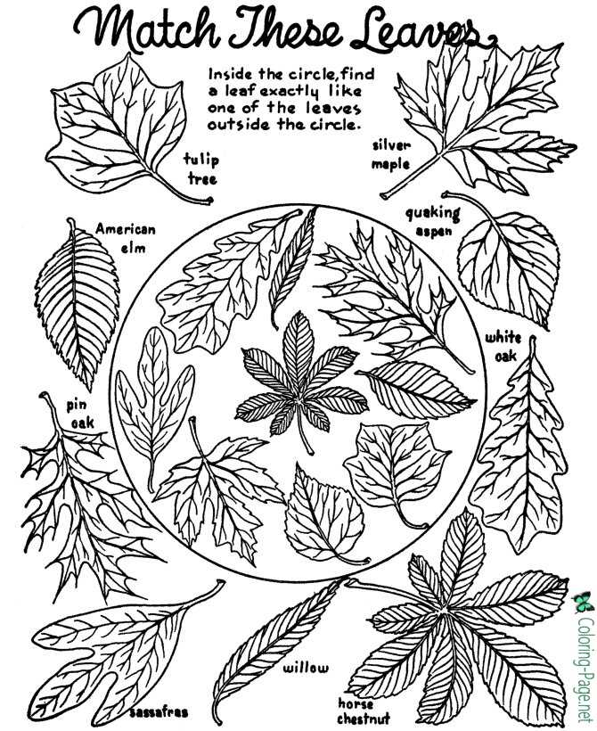 194+ Maple Coloring Pages Printable 85