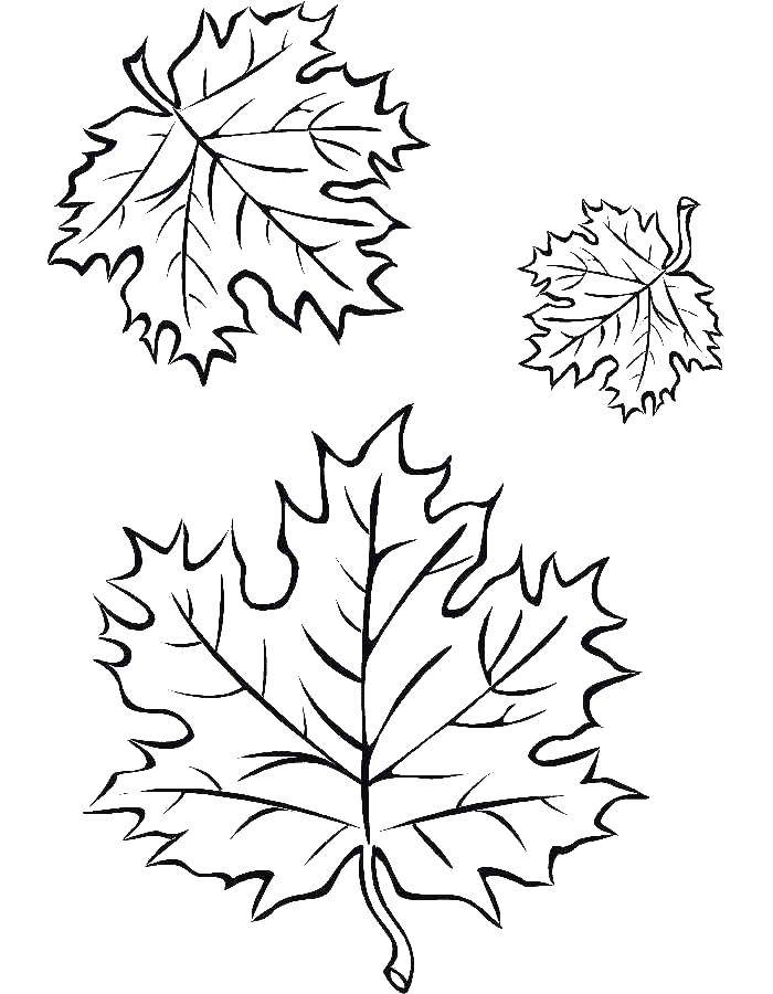 194+ Maple Coloring Pages Printable 93