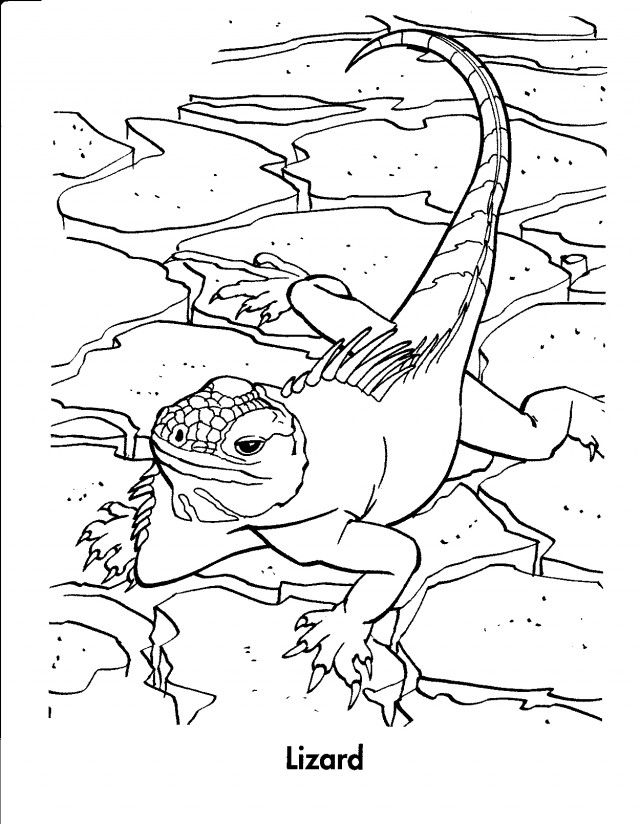 197 Lizard Color Pages: Reptilian Coloring Fun 105