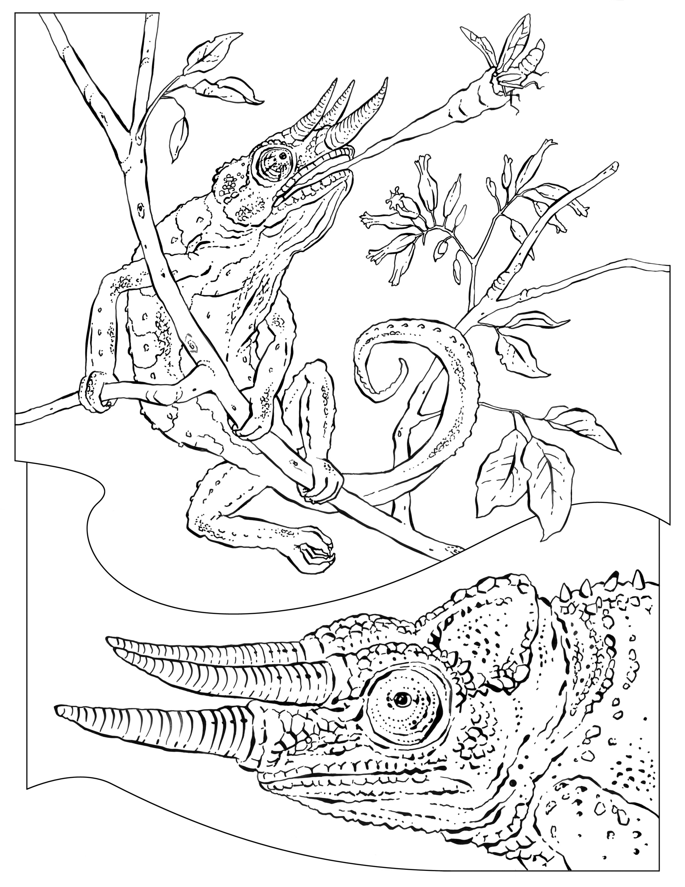 197 Lizard Color Pages: Reptilian Coloring Fun 195