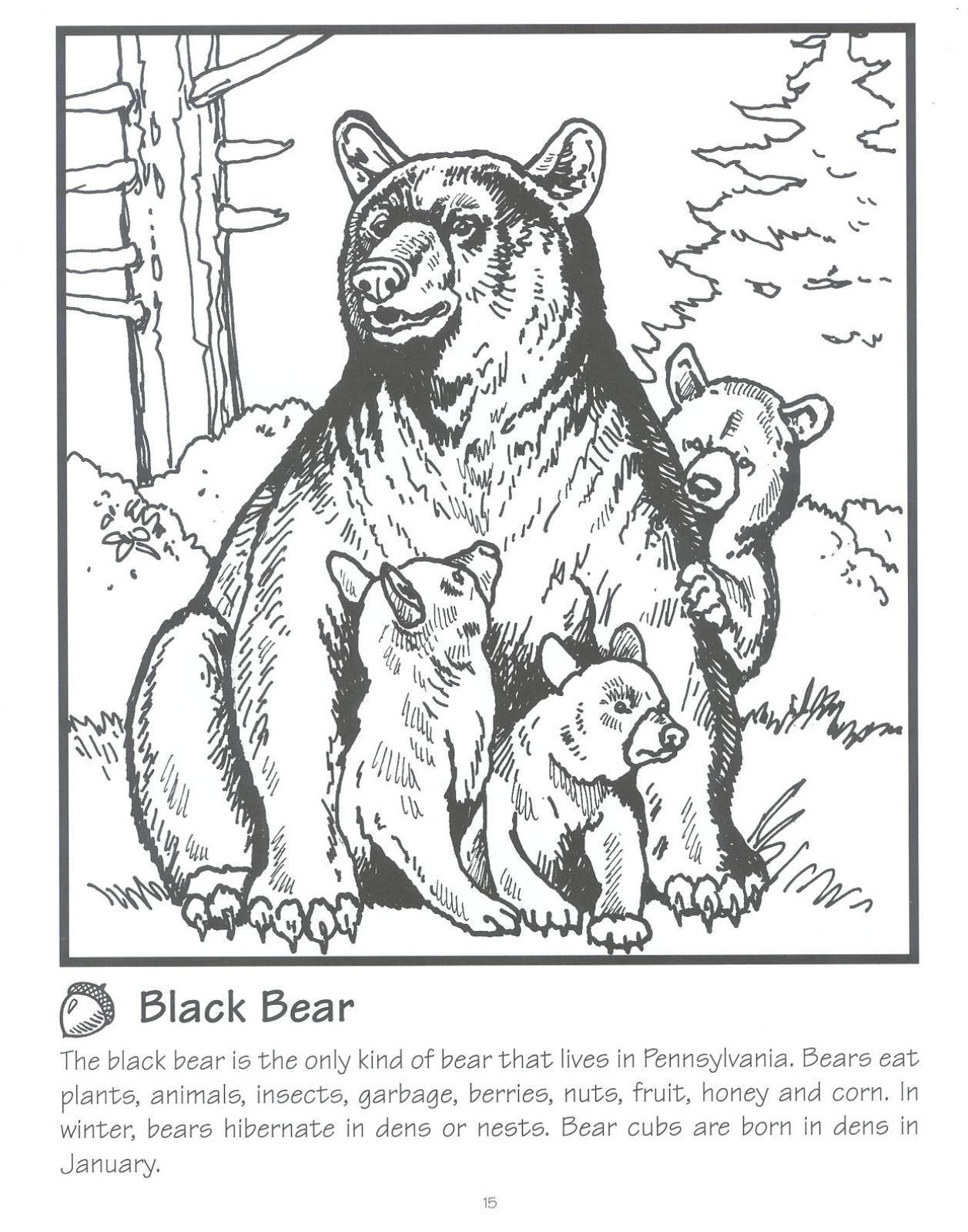 101 Free Printable Bear Coloring Pages for Kids 30