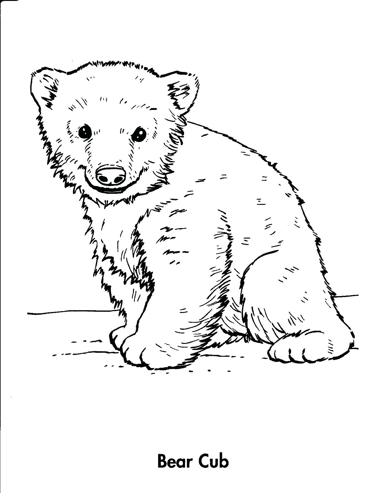 101 Free Printable Bear Coloring Pages for Kids 5