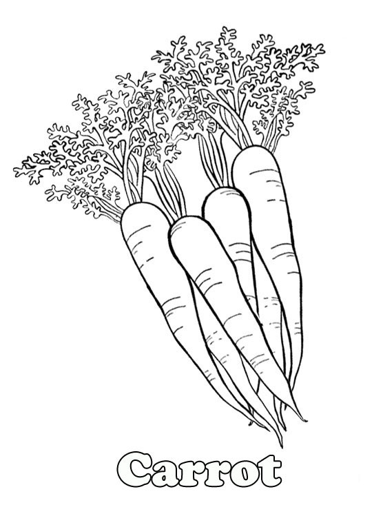 108 Carrot Coloring Pages Printable 20