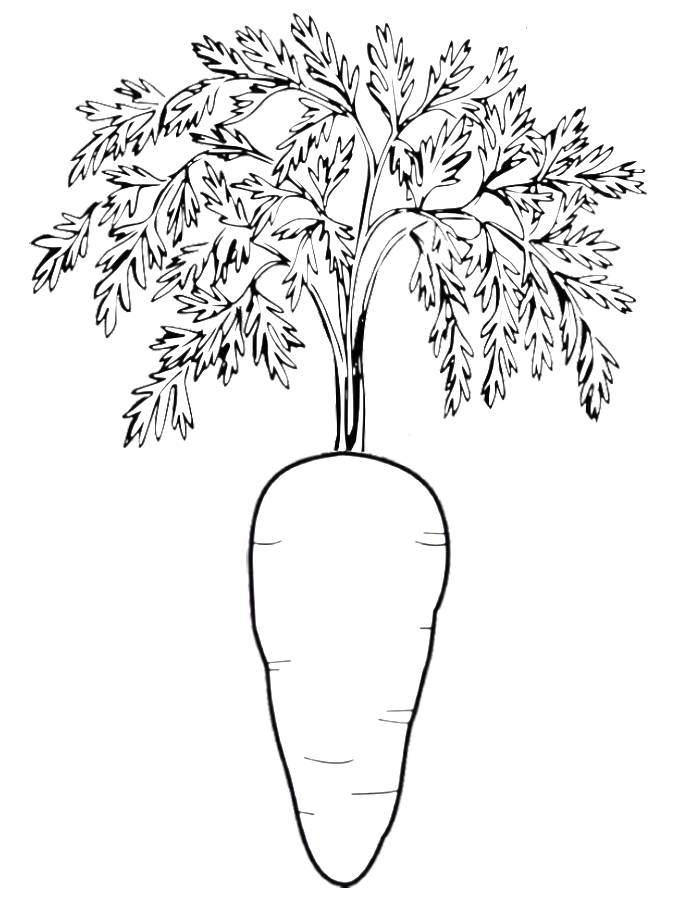 108 Carrot Coloring Pages Printable 32