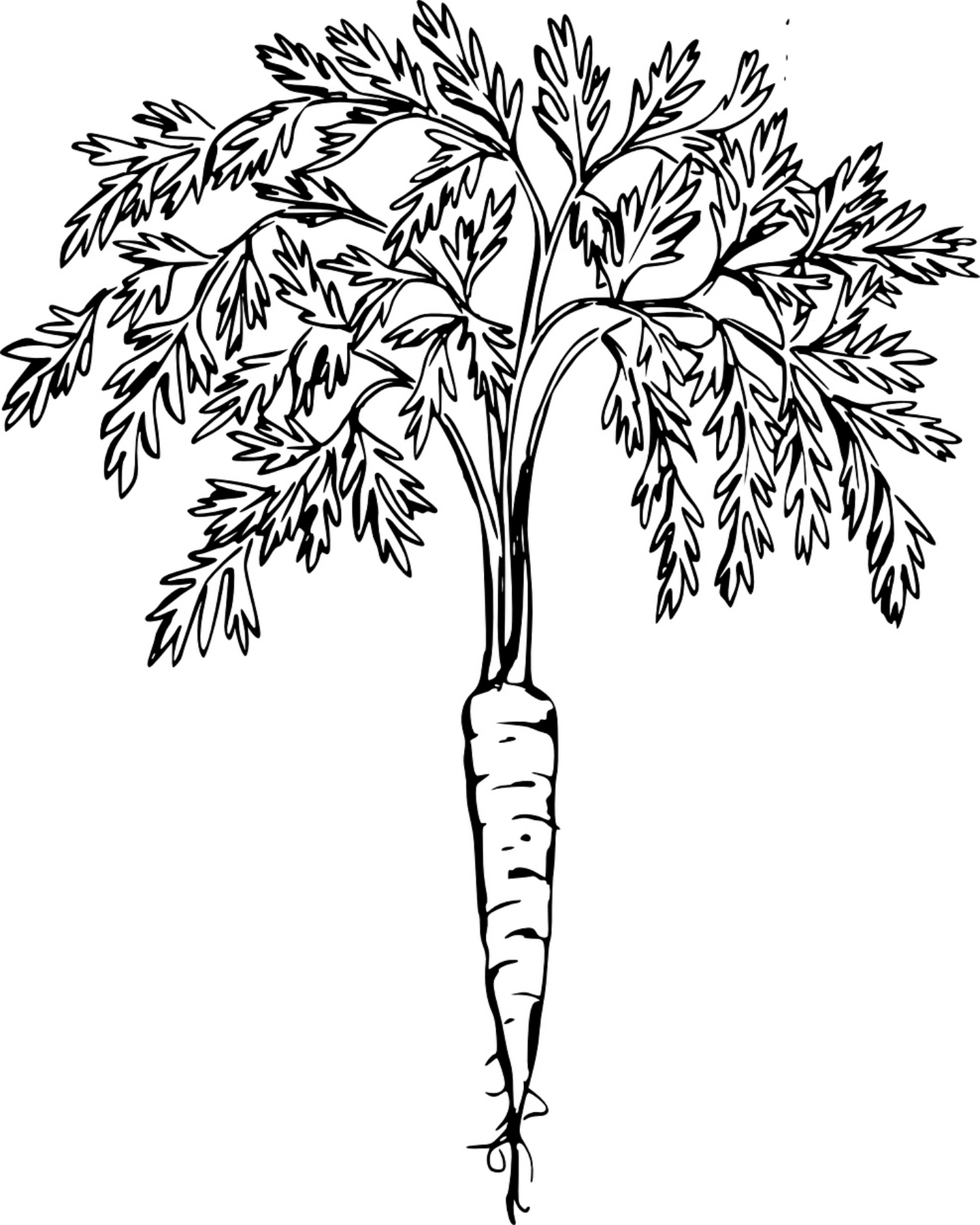 108 Carrot Coloring Pages Printable 74