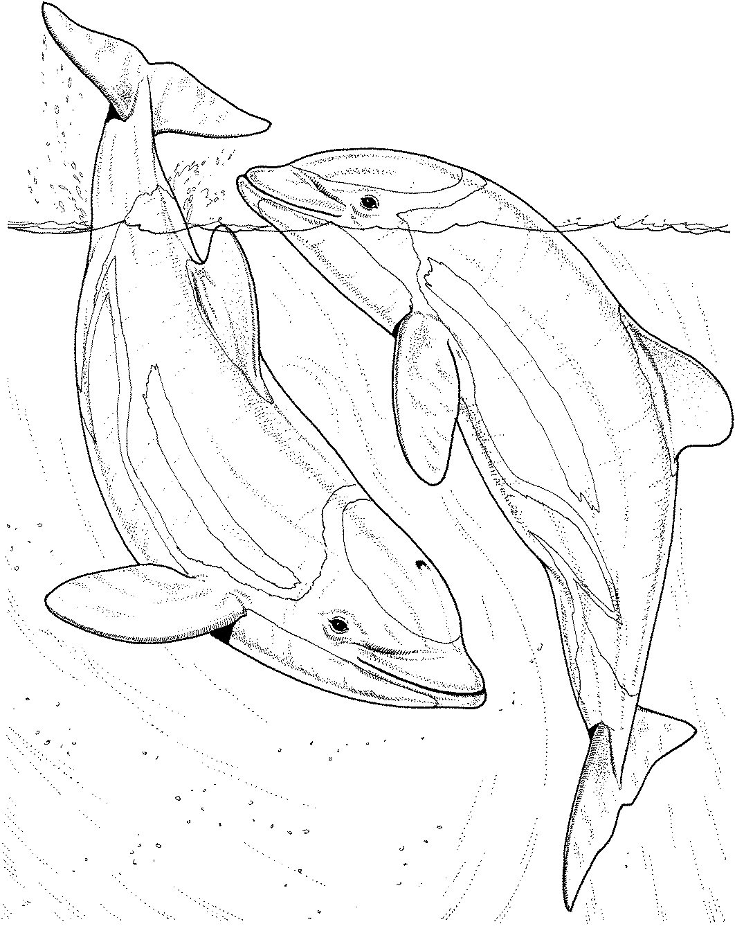 125 Free Printable Dolphin Coloring Pages for Kids 91