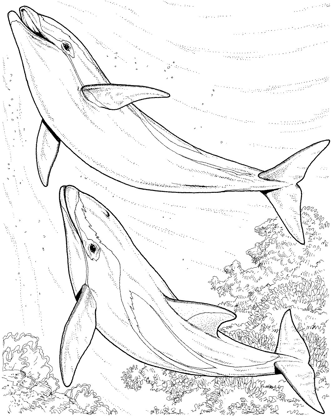 125 Free Printable Dolphin Coloring Pages for Kids 97