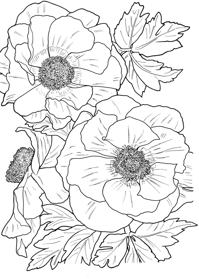 31 Flower Coloring Pages Rose Printable