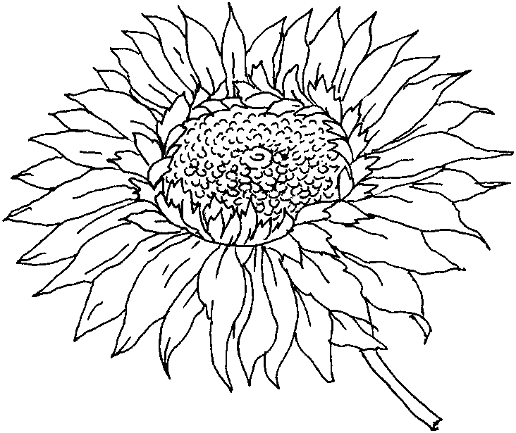 33 Flower Spring Coloring Pages Printable