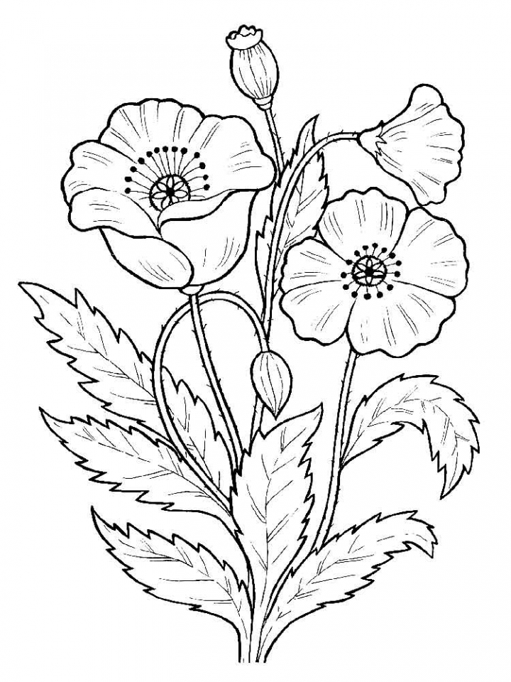 37 Flower Design Coloring Pages Printable