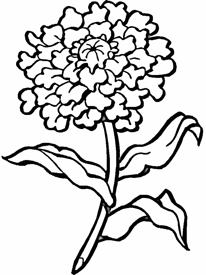 47 Flower Drawing Doodles Mandalas Adult Coloring Pages Printable