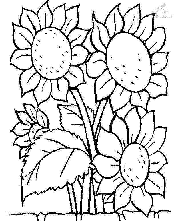 52 Flower Outline Drawing Simple Coloring Pages Flower Printable