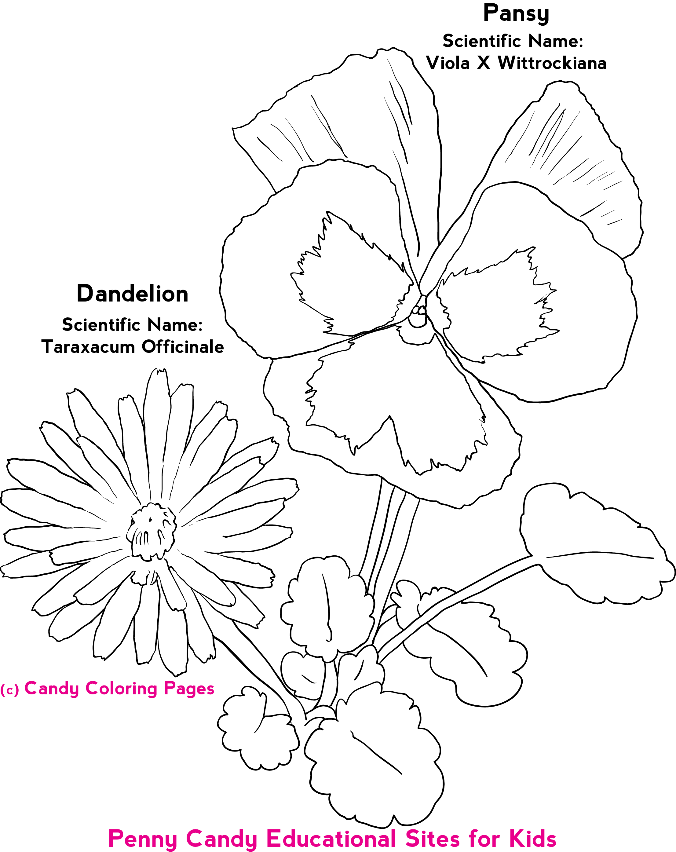 69 Flower Coloring Pages Free Printable Printables, Activities for Kids, Easy Recipes & More with Kelli Printable