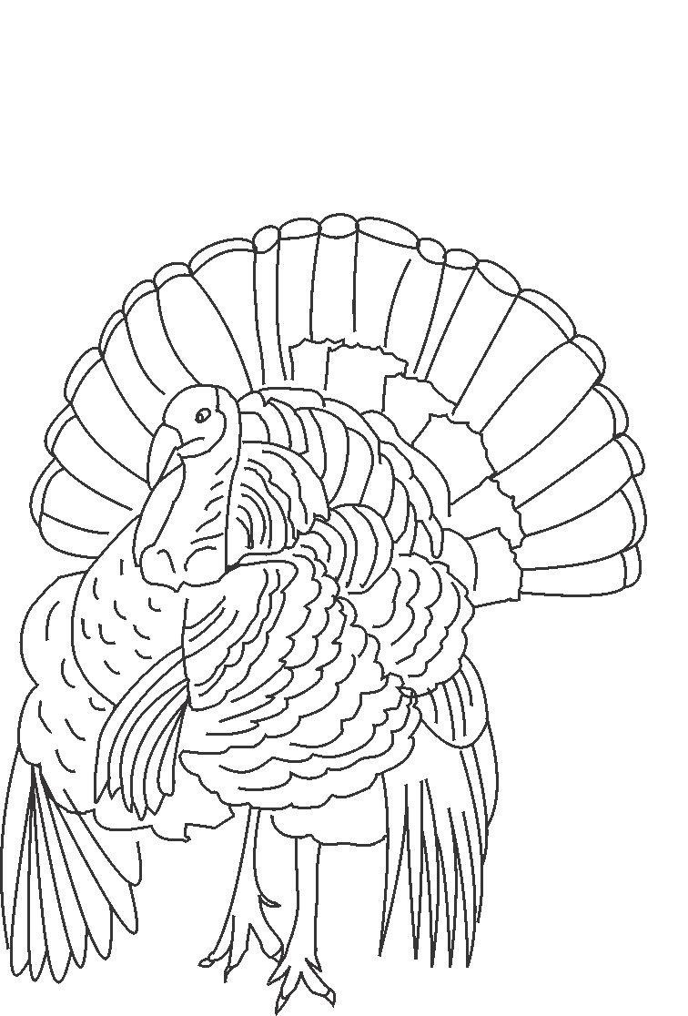 79 Thanksgiving Coloring Pages for Kids Printable 70