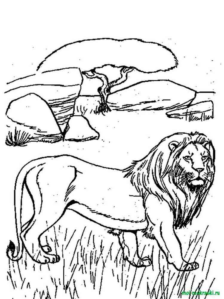 91 Wild Animal Coloring Pages Printable 10