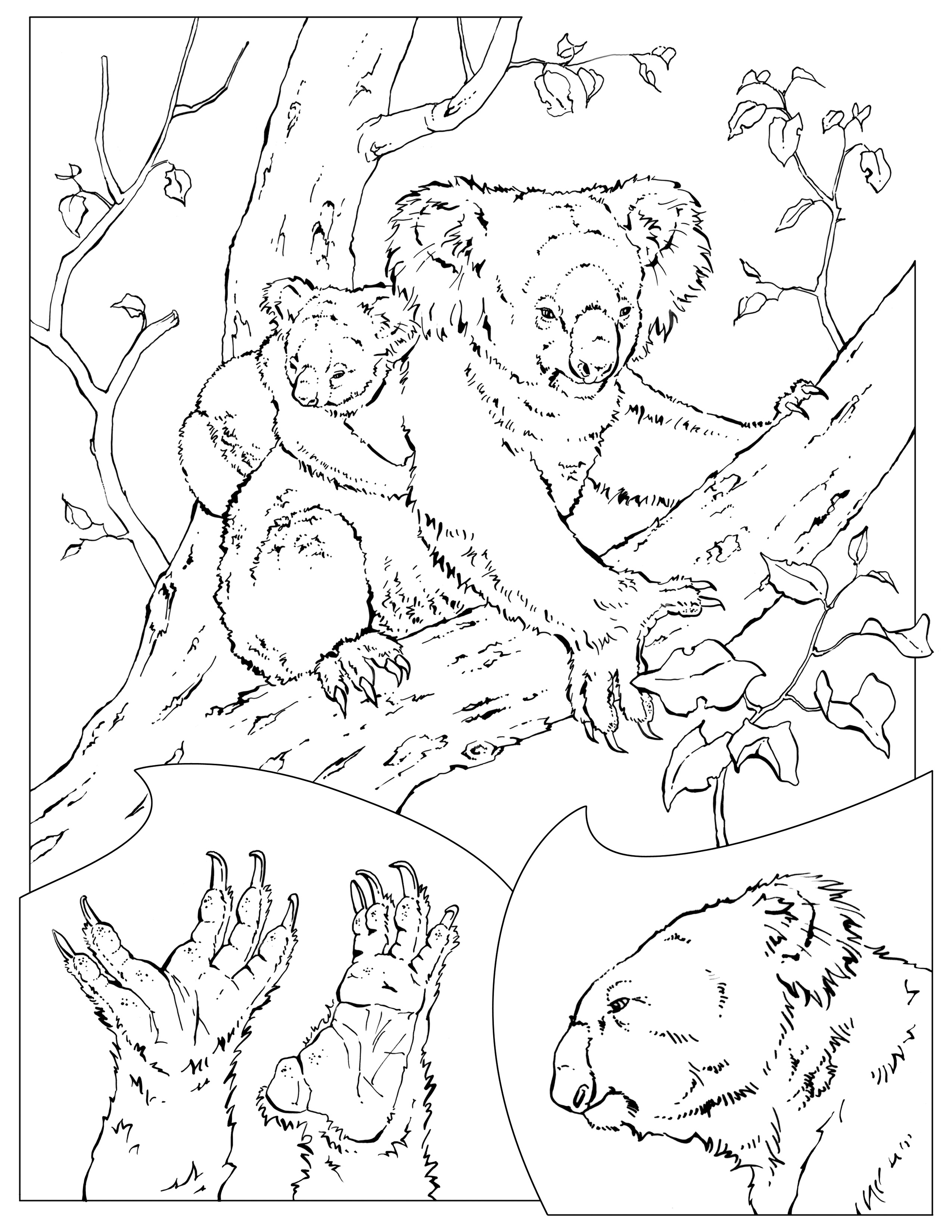 91 Wild Animal Coloring Pages Printable 13