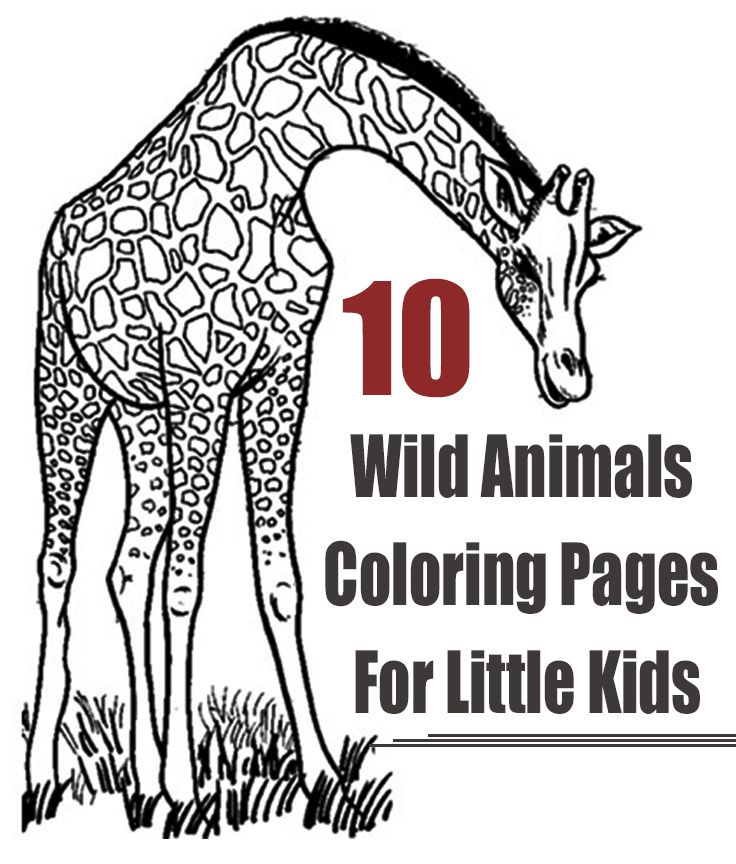 91 Wild Animal Coloring Pages Printable 26