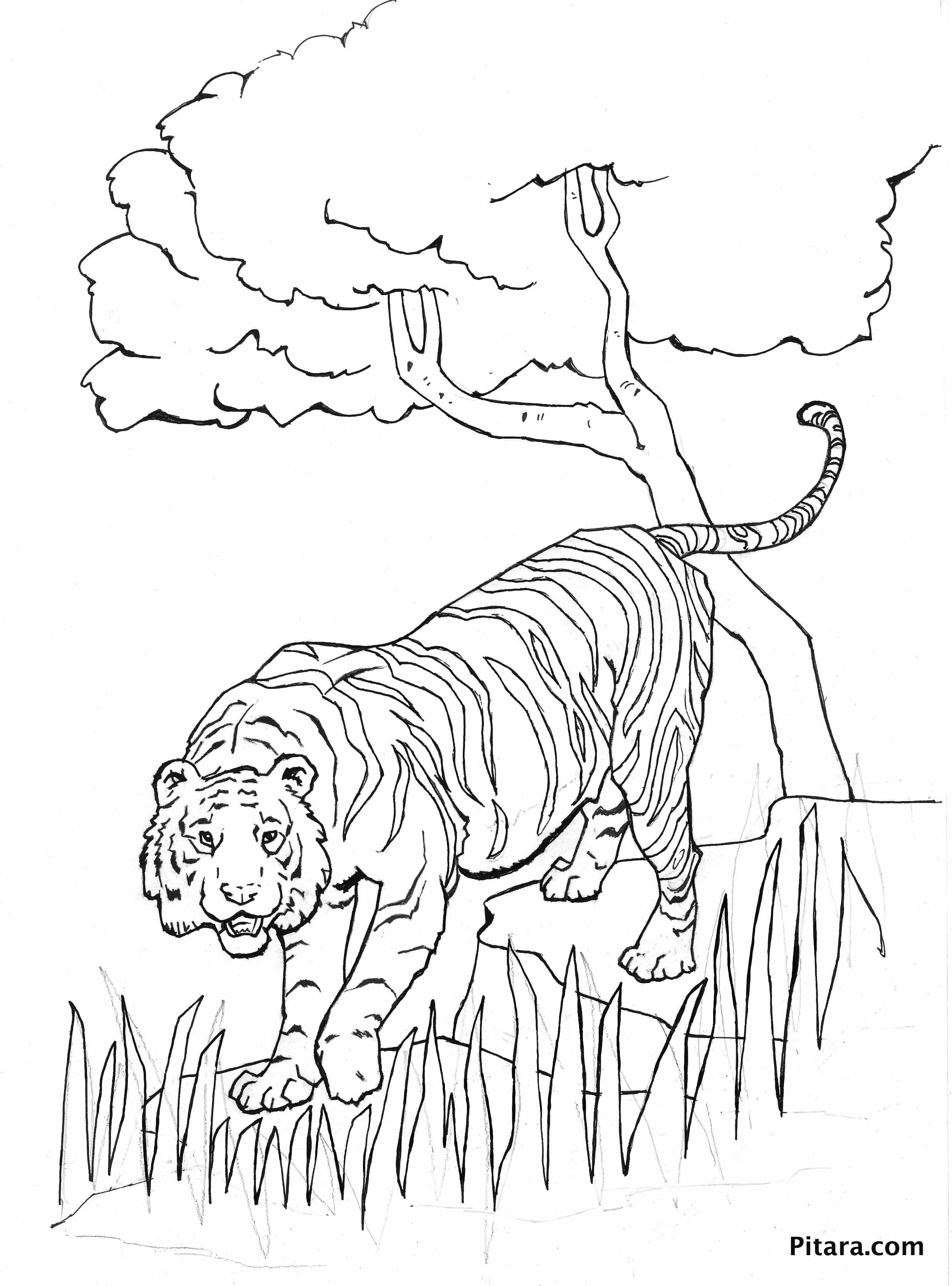 91 Wild Animal Coloring Pages Printable 29