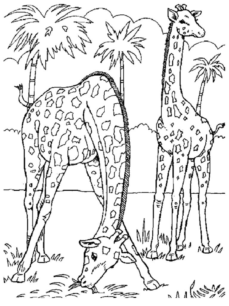 91 Wild Animal Coloring Pages Printable 31