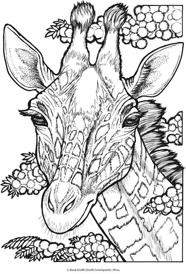 91 Wild Animal Coloring Pages Printable 32