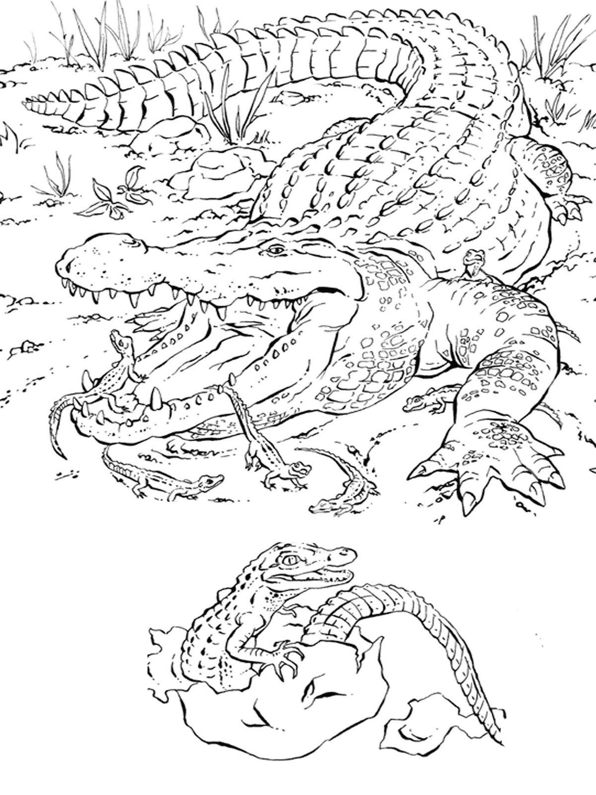 91 Wild Animal Coloring Pages Printable 36