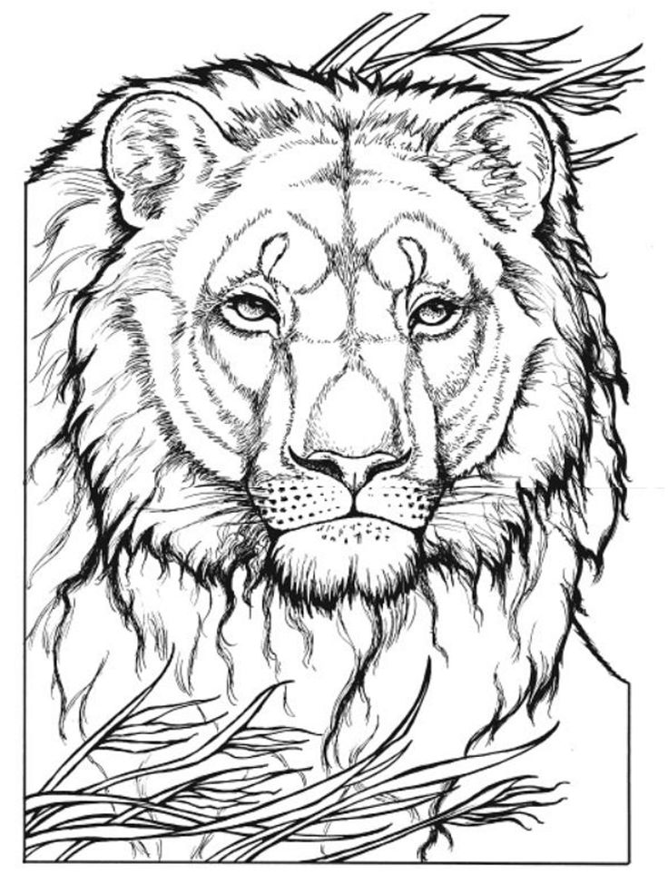 91 Wild Animal Coloring Pages Printable 4