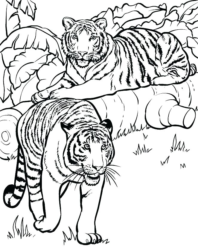 91 Wild Animal Coloring Pages Printable 42