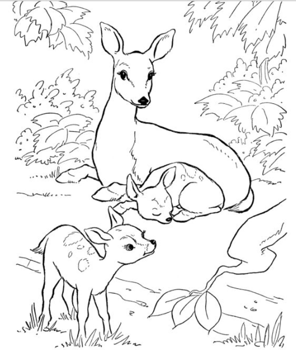 91 Wild Animal Coloring Pages Printable 45