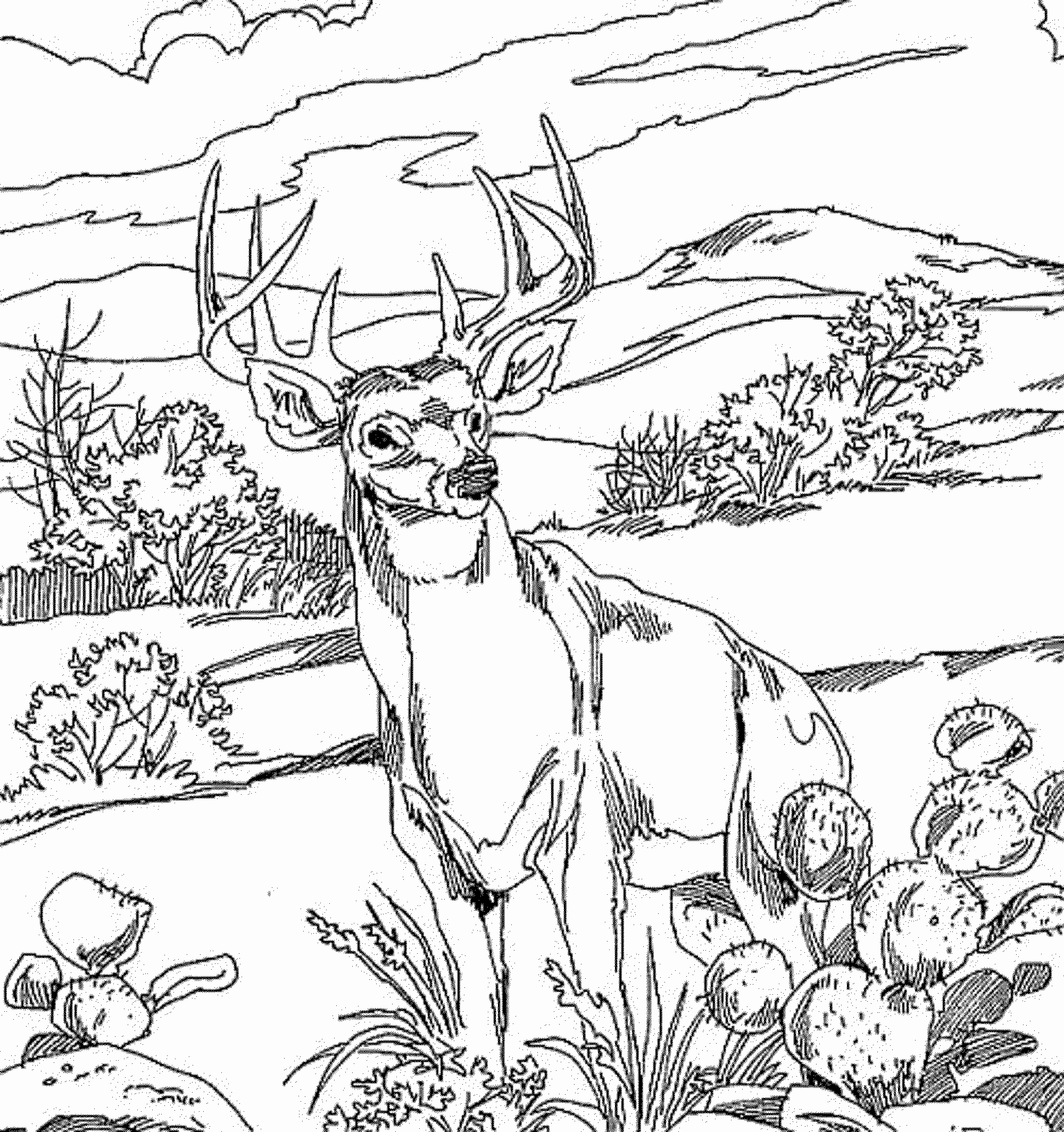 91 Wild Animal Coloring Pages Printable 51