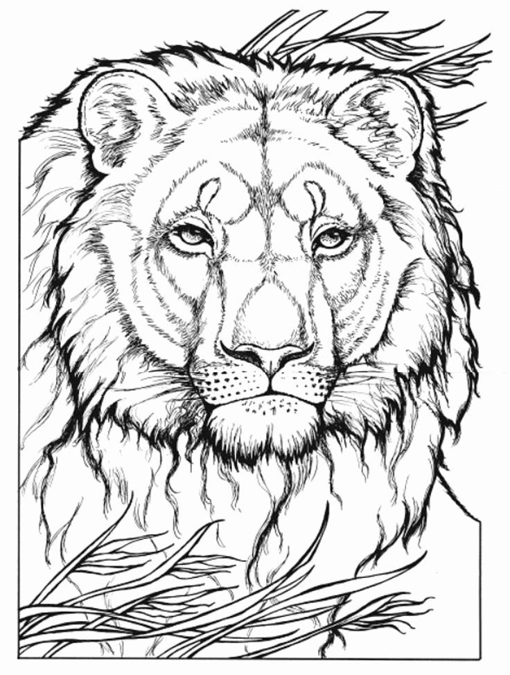 91 Wild Animal Coloring Pages Printable 53