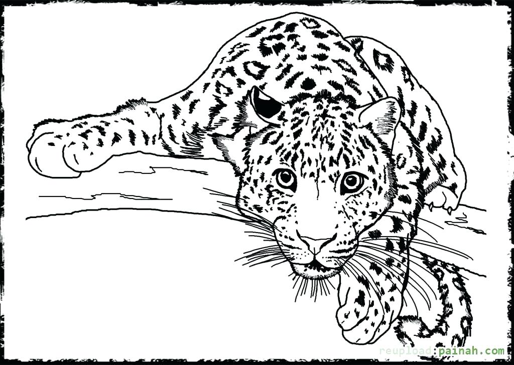 91 Wild Animal Coloring Pages Printable 54