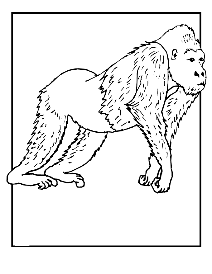 91 Wild Animal Coloring Pages Printable 56