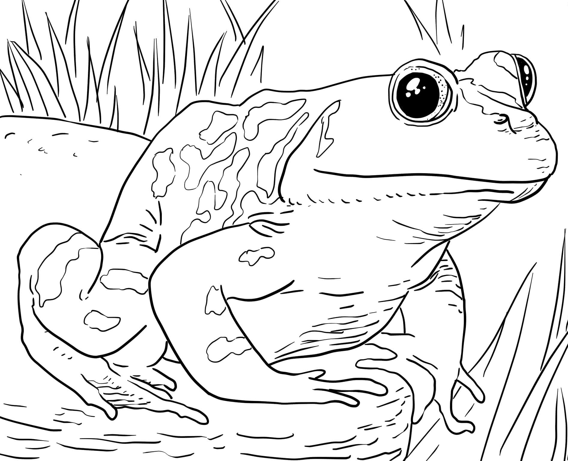 91 Wild Animal Coloring Pages Printable 63