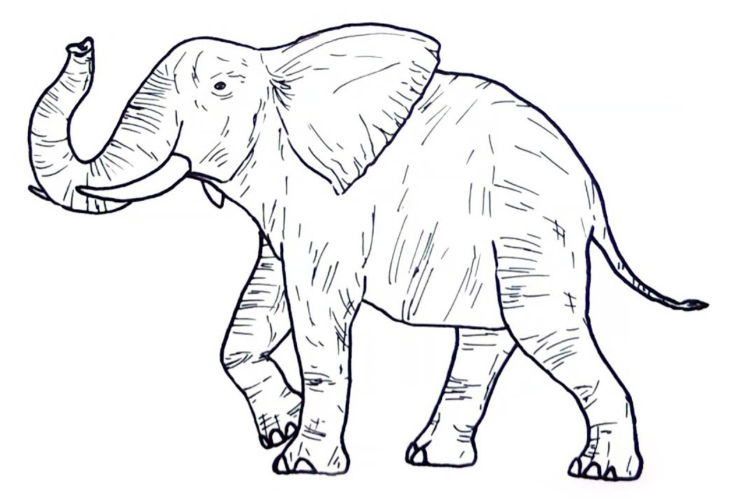 91 Wild Animal Coloring Pages Printable 69