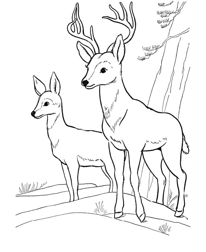 91 Wild Animal Coloring Pages Printable 77