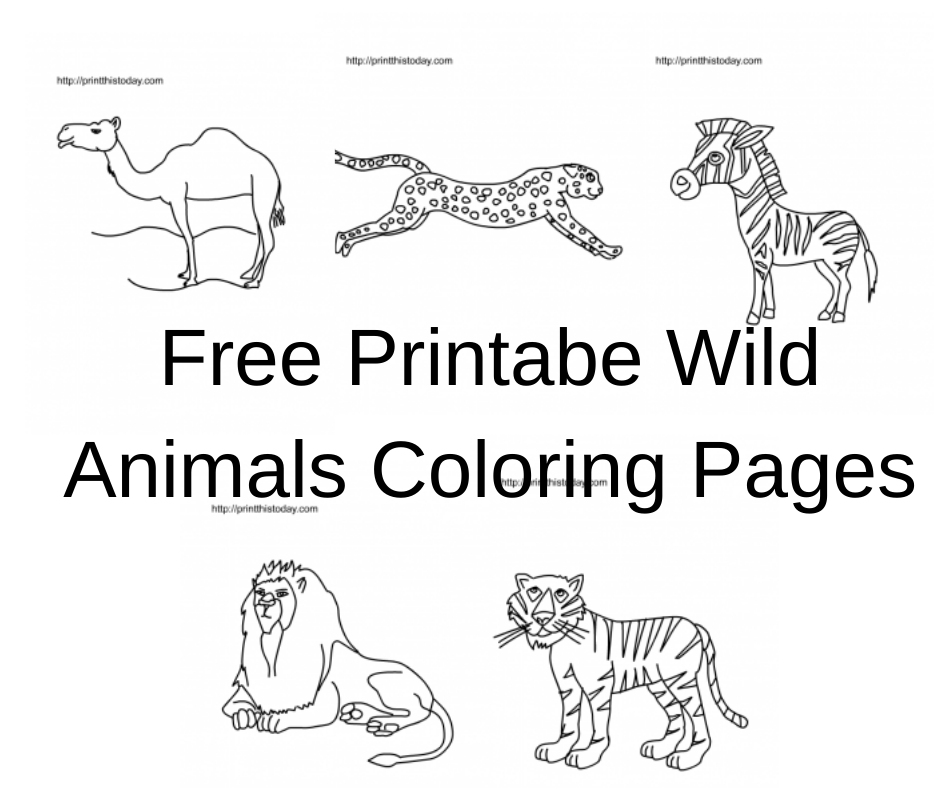 91 Wild Animal Coloring Pages Printable 79