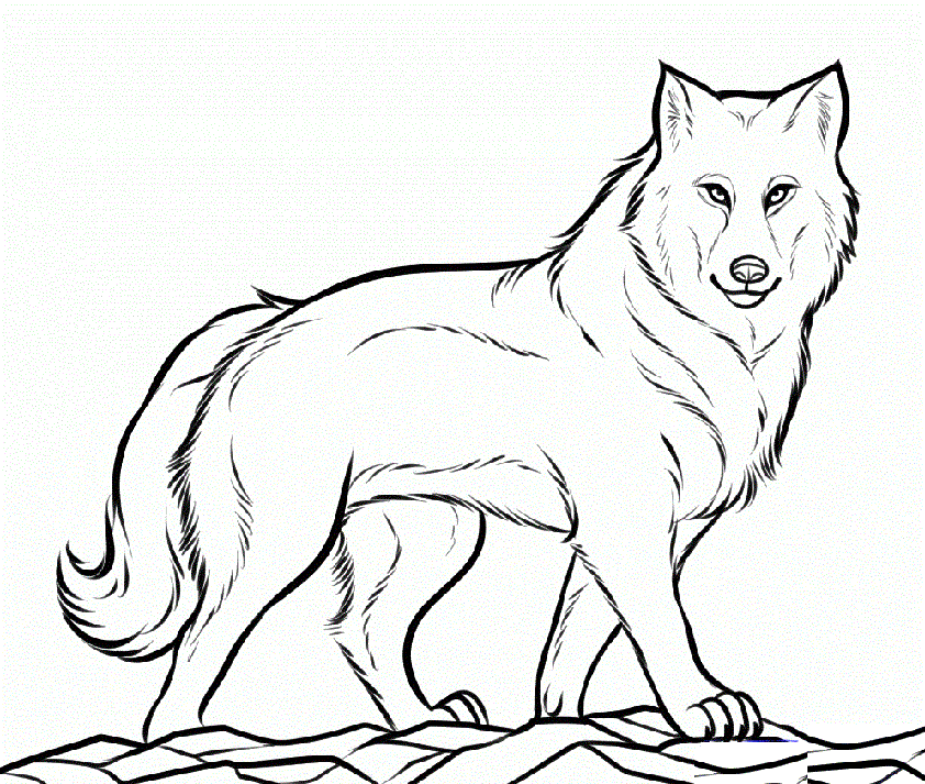 91 Wild Animal Coloring Pages Printable 81