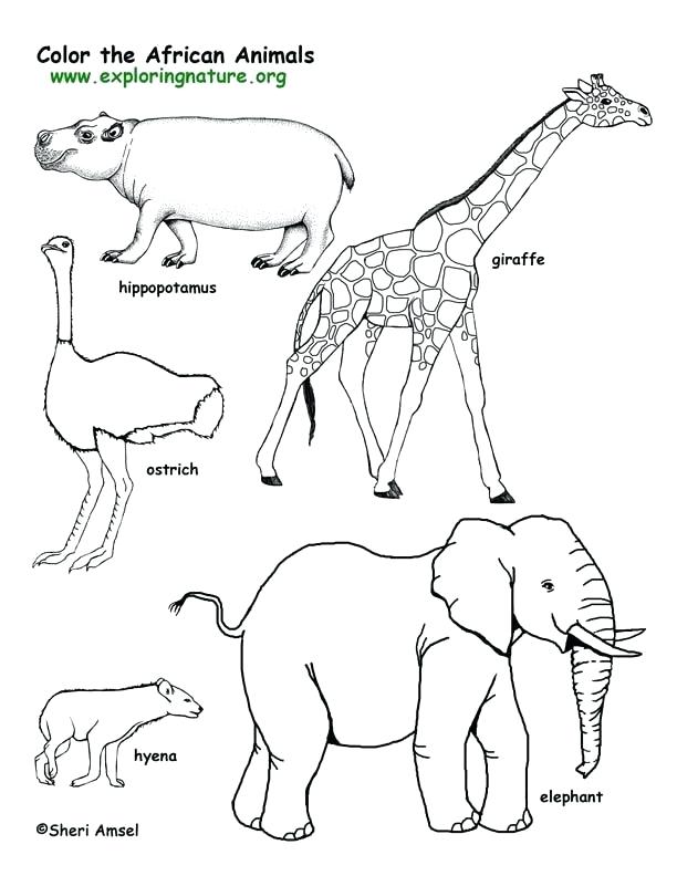 91 Wild Animal Coloring Pages Printable 90