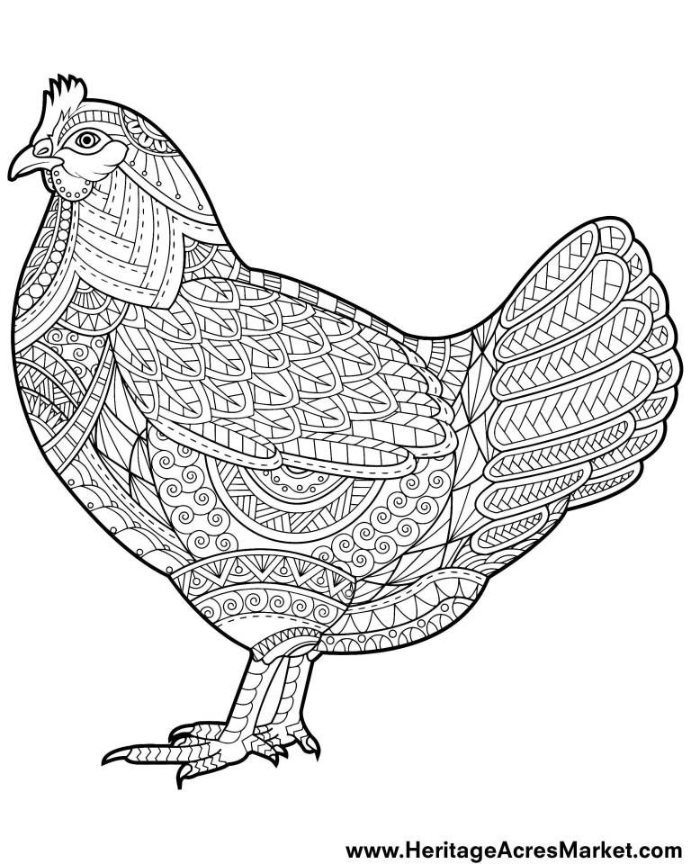 113 Chicken Coloring Pages Free Printable 104