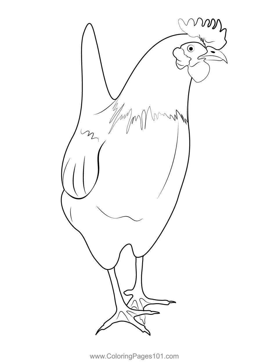 113 Chicken Coloring Pages Free Printable 105