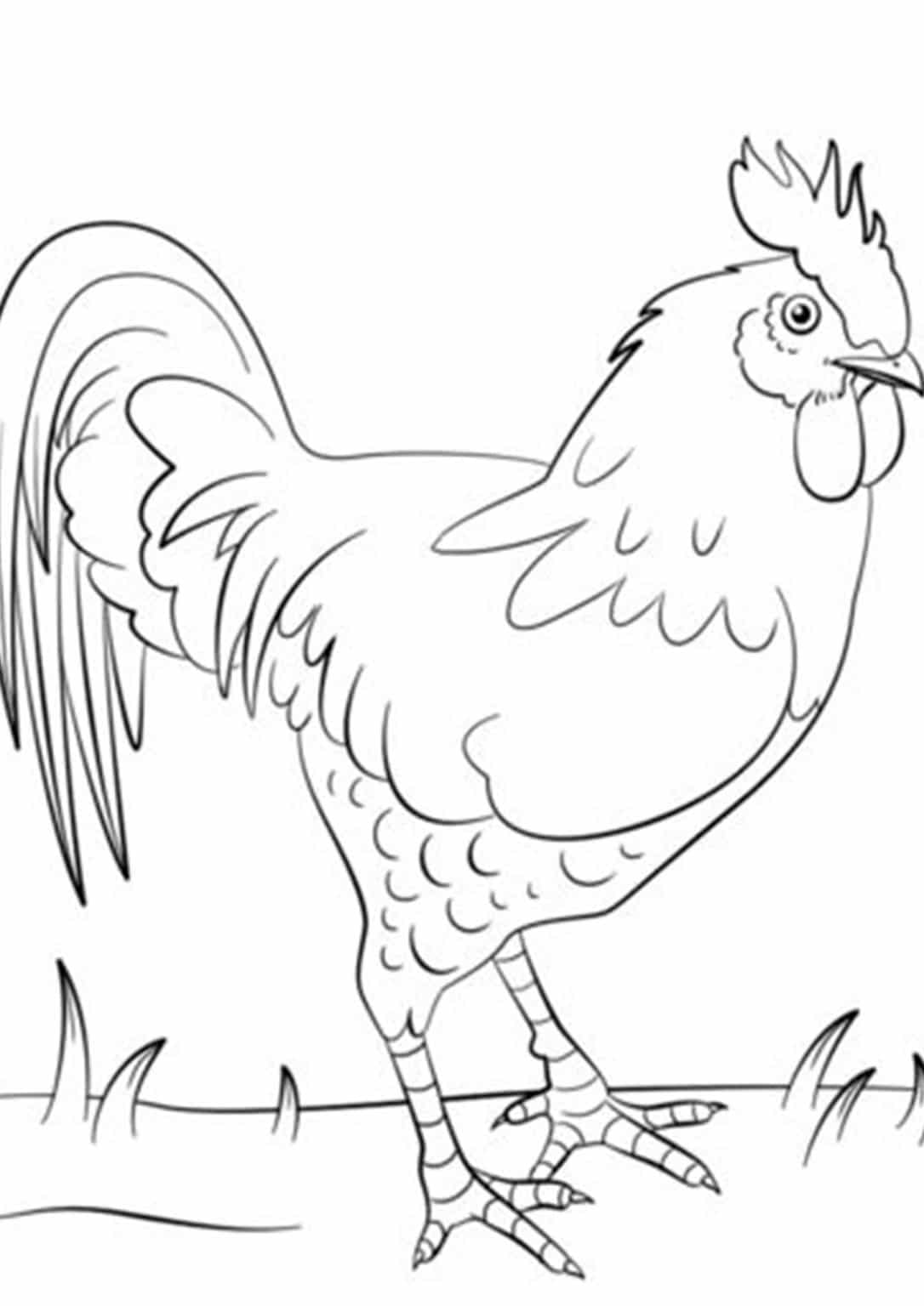 113 Chicken Coloring Pages Free Printable 2