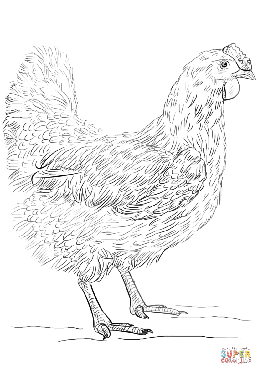 113 Chicken Coloring Pages Free Printable 21