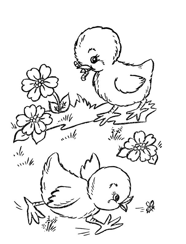 113 Chicken Coloring Pages Free Printable 22