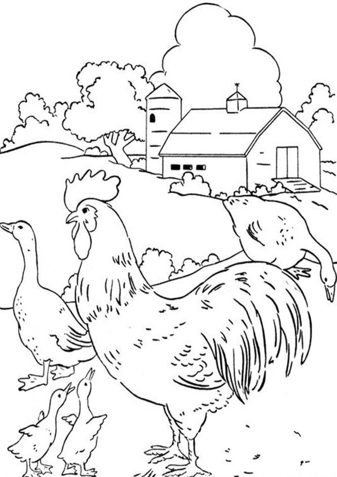 113 Chicken Coloring Pages Free Printable 27