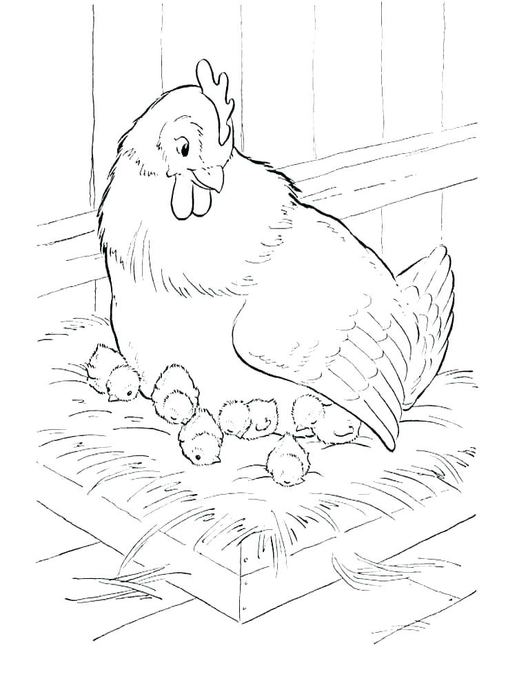 113 Chicken Coloring Pages Free Printable 3