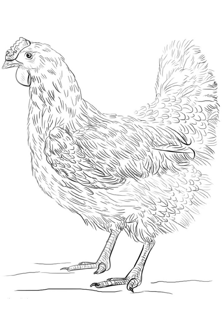 113 Chicken Coloring Pages Free Printable 43