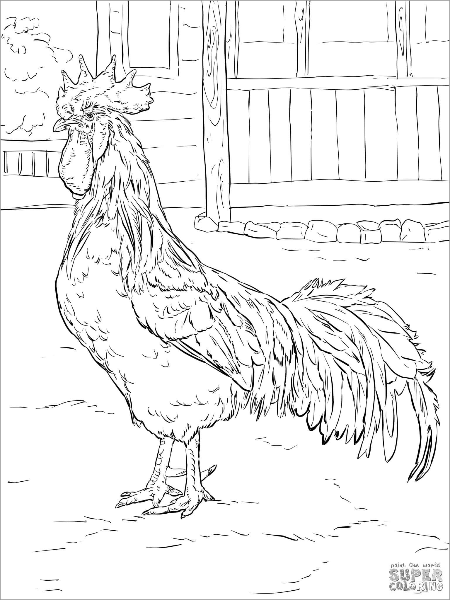 113 Chicken Coloring Pages Free Printable 58