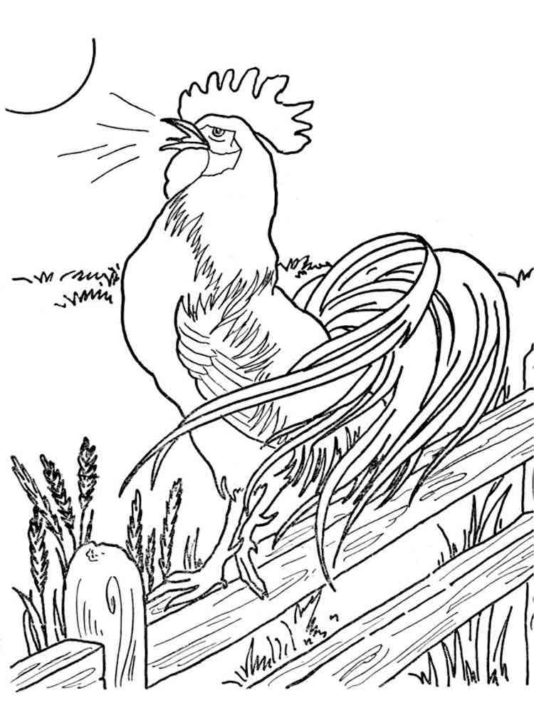 113 Chicken Coloring Pages Free Printable 62